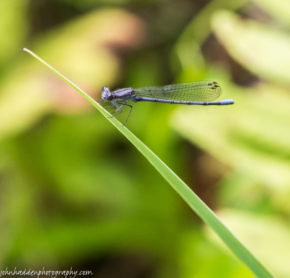 A blue damselfly perches on a blade of grass by the pond