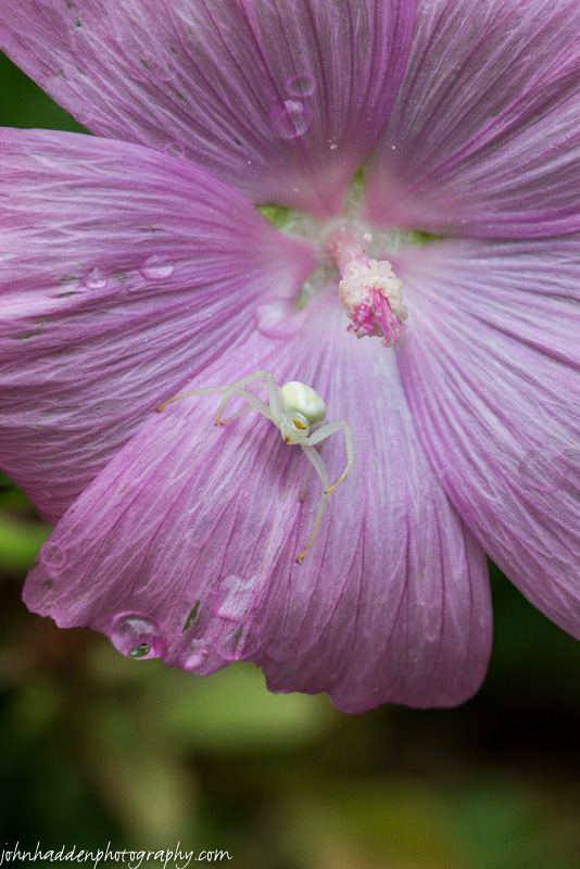 A crab spider lurking on a mallow blossom