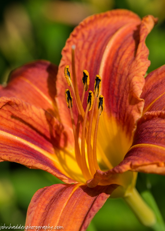 A close up look at a day lily blooming in our ornamental garden