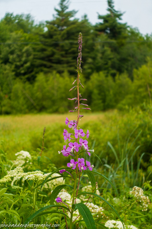 Fireweed and elderberry along Taft Road