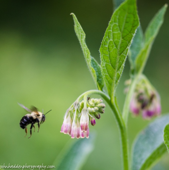 A bumble bee on approach to comfrey blossoms