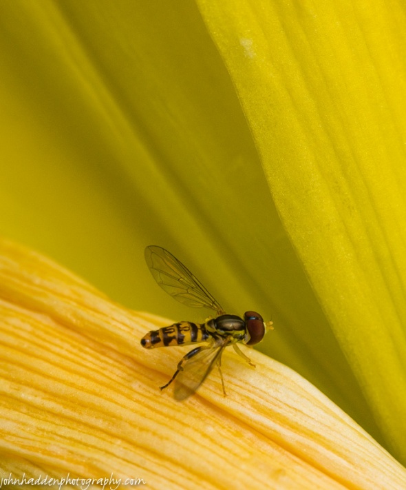 A tachina fly in the folds of a yellow day lily