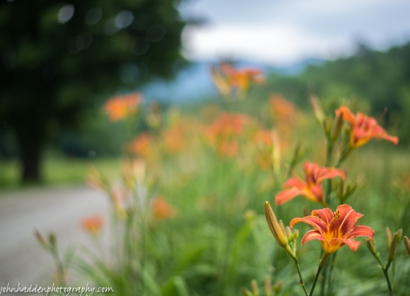 Daylilies in bloom along Texas Hill Road