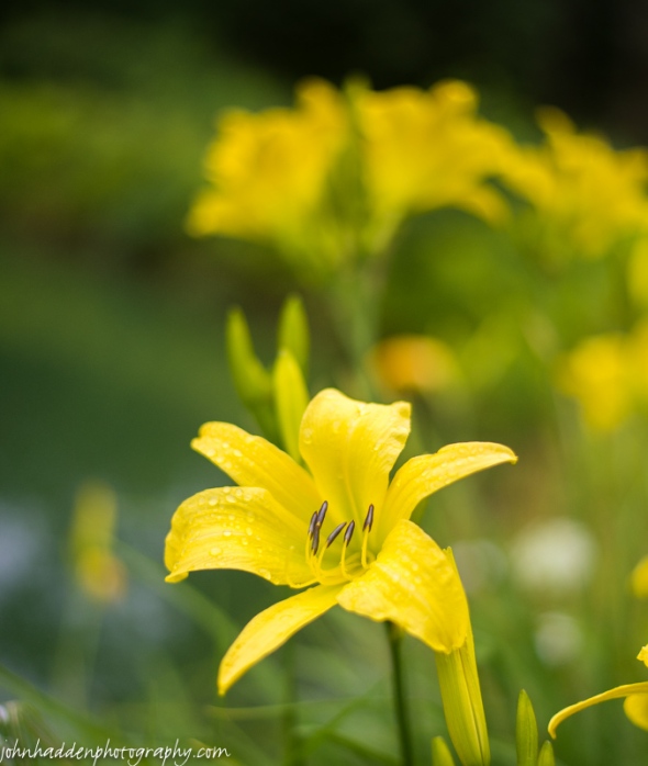 Yellow day lilies blooming by the pond