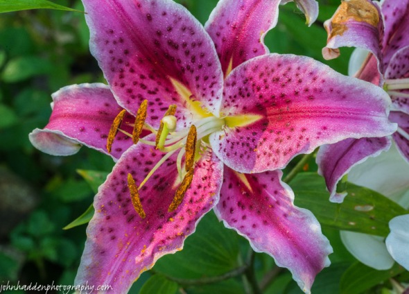 Asian lilies blooming by the brook
