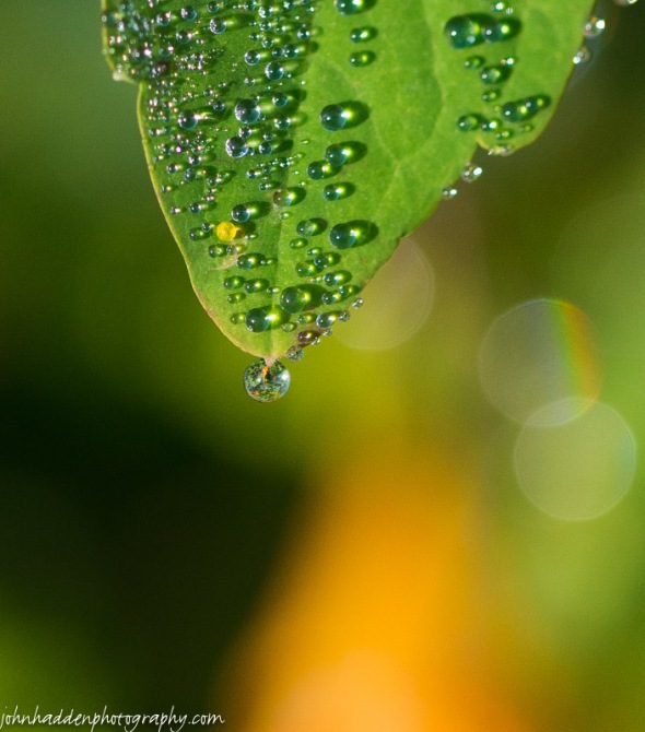 Morning dewdrops cling to jewel weed leaves