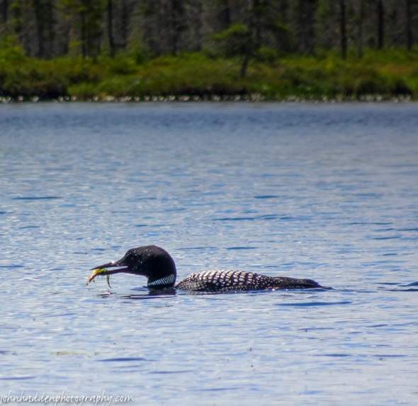 A loon with a beak-full on Forked Lake