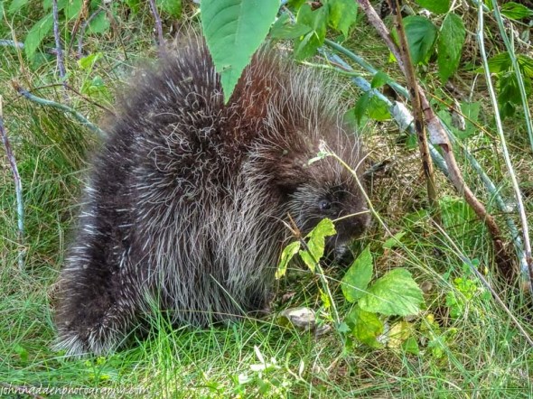 A porcupine along the trail at Mt. Independence 