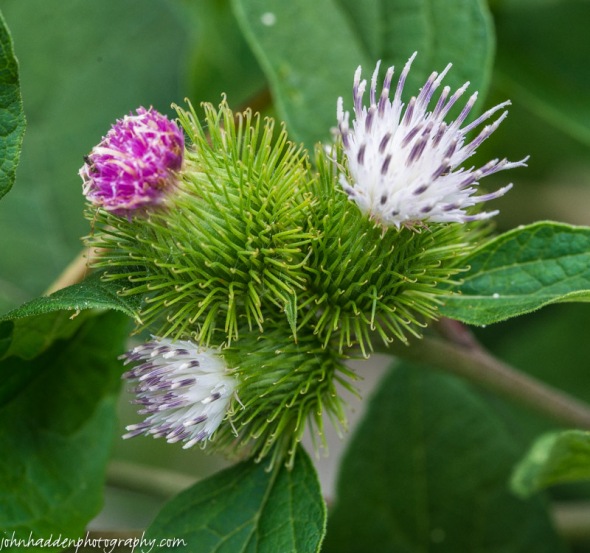 Thistle flowers on their way to becoming burs… 