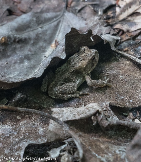 This American toad was perfectly camouflaged in the leaf litter near Cobb Brook