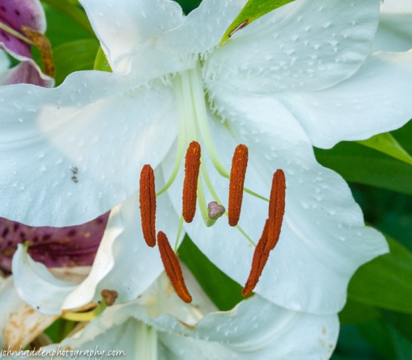 A white Asian lily by Fargo Brook