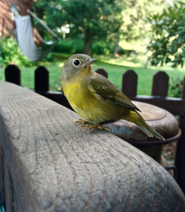 A yellow warbler visits us on the front porch