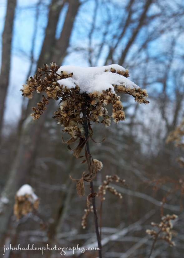 snow-goldenrod