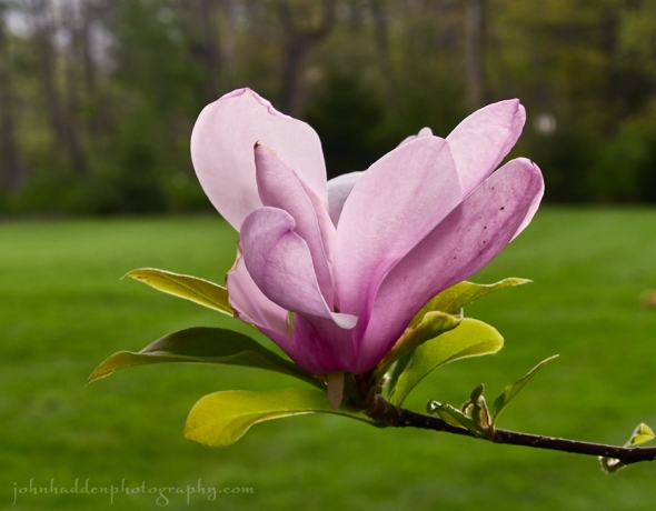 purple-magnolia