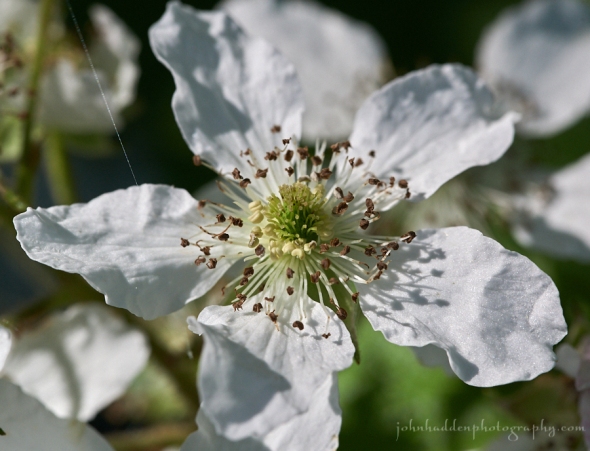 blackberry-blossom