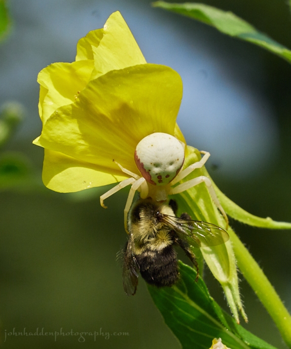 crab-spider-bumble-bee