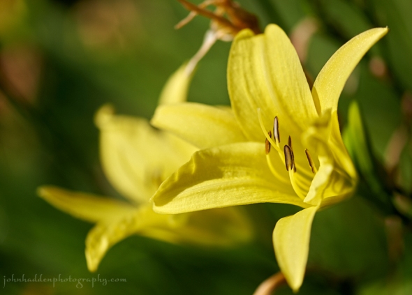 yellow-lilies