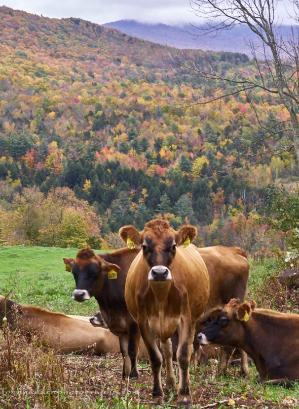 fall-heifers