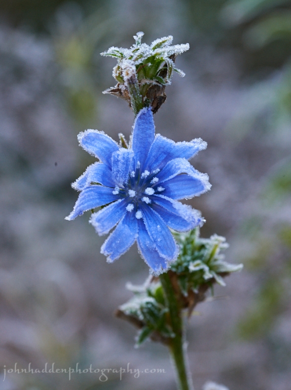 frosted-chicory