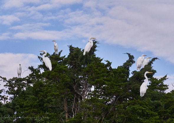 great-egrets