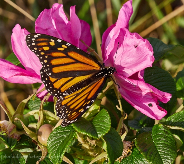 monarch-rose