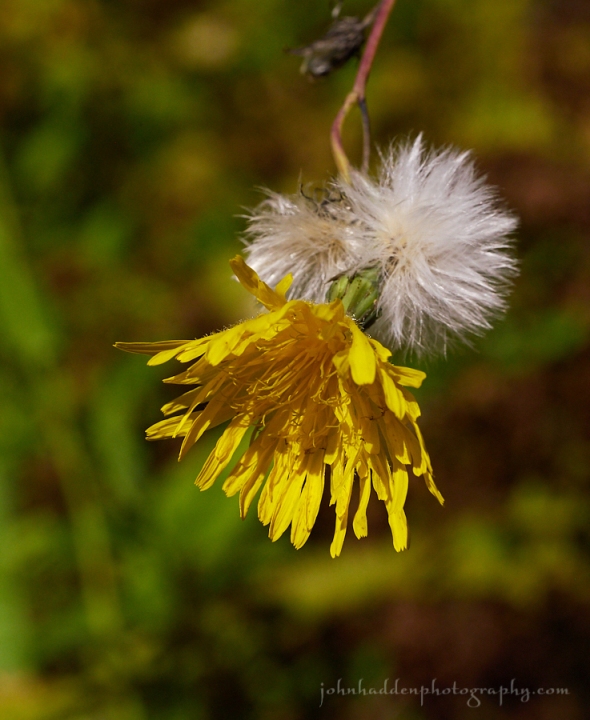 yellow-hawksweed