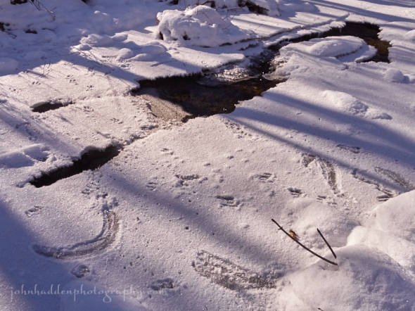 deer-tracks-ice