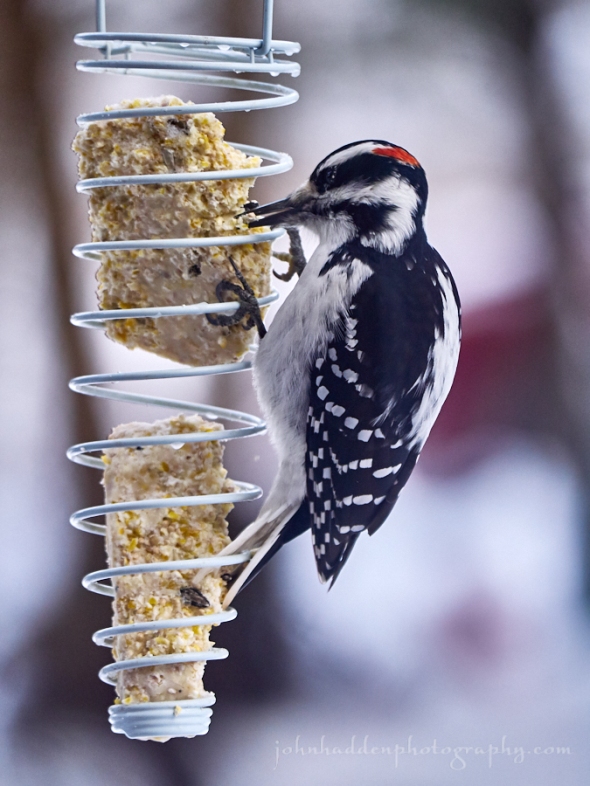 hairy-woodpecker