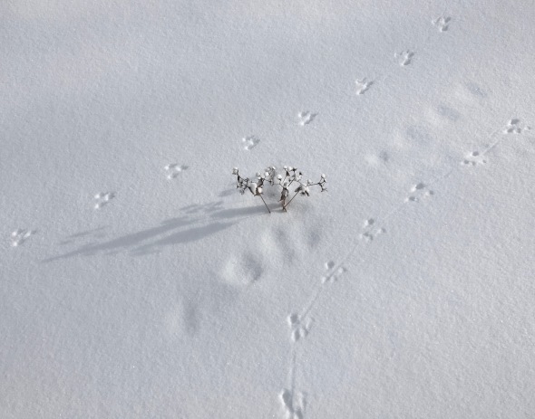 mouse-tracks-snow-aster
