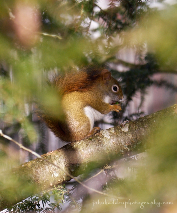red-squirrel-hemlock