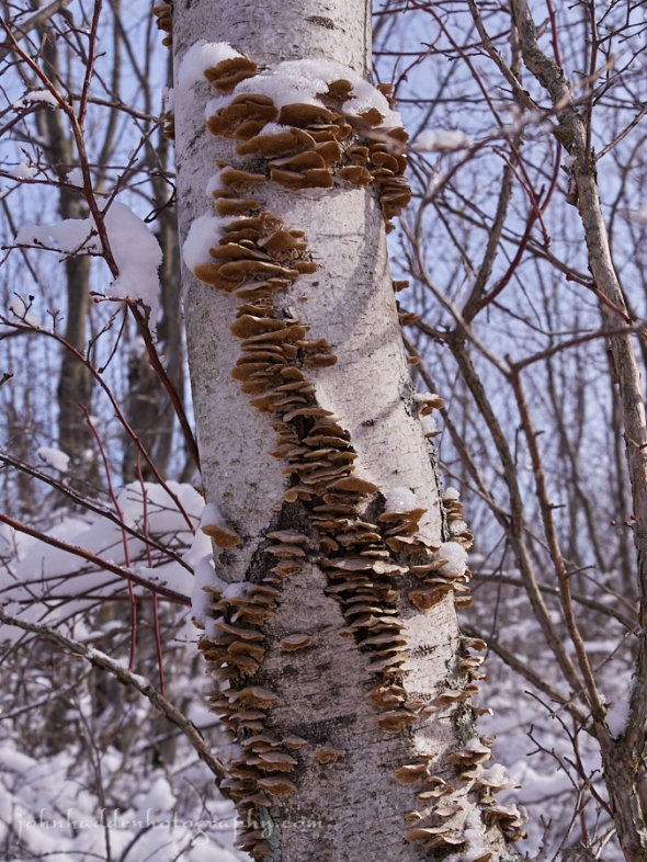 fungus-birch