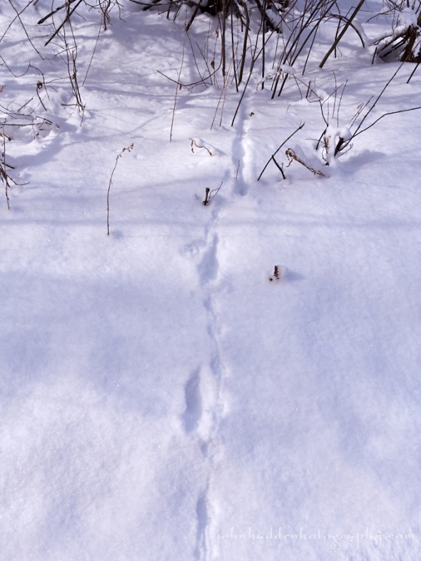 mouse-mink-tracks