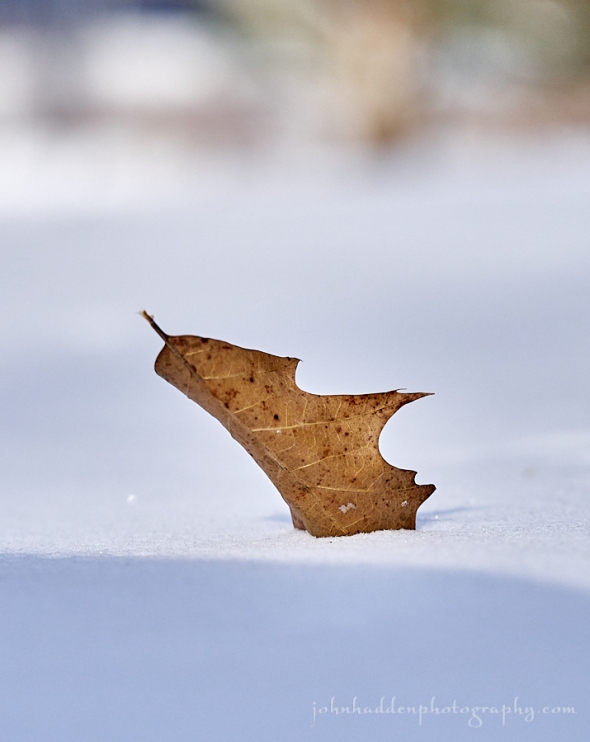 red-oak-leaf-snow