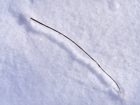 snow-stem