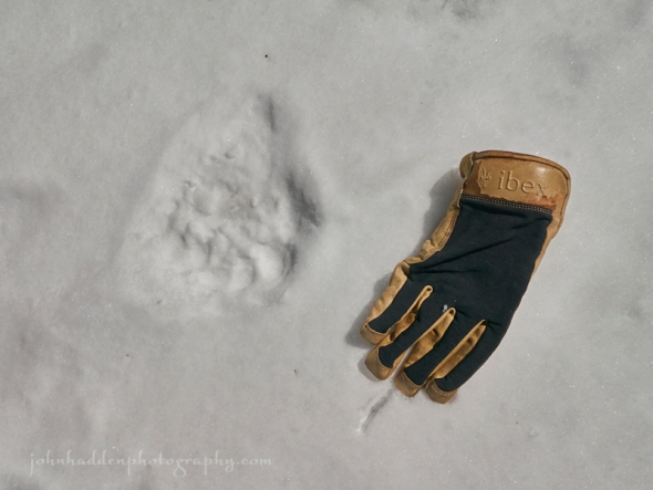 bear-track-glove