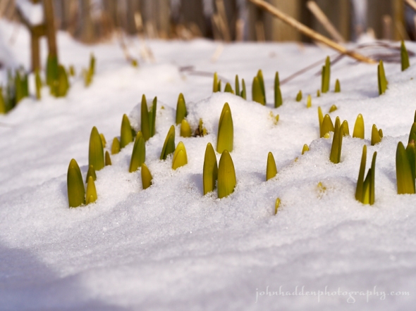 daffodil-sprouts
