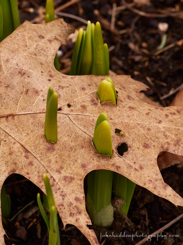 daffodils-oak-leaf