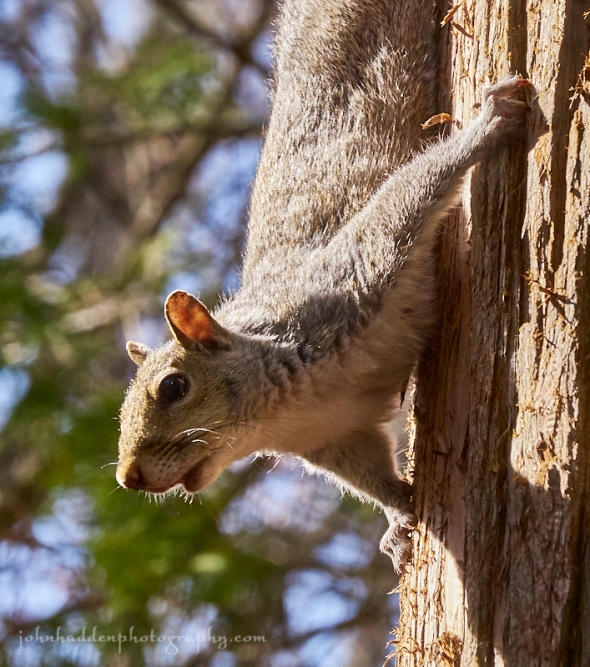 jersey-squirrel