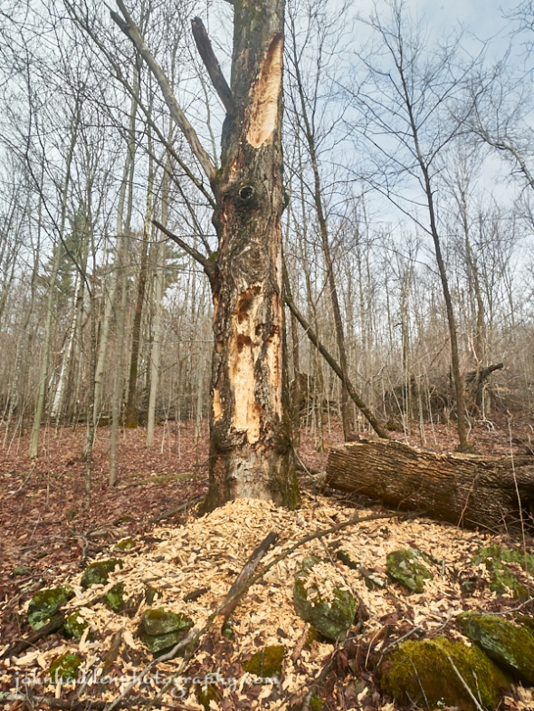 pileated-tree