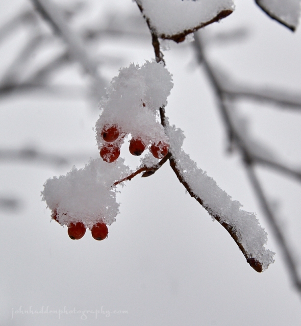 ash-berries-snow