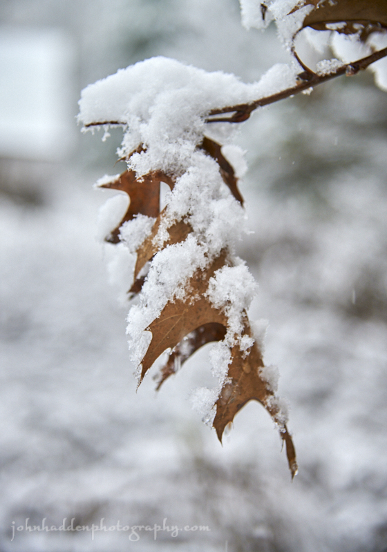 oak-leaf-snow