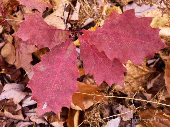 red-oak-leaves