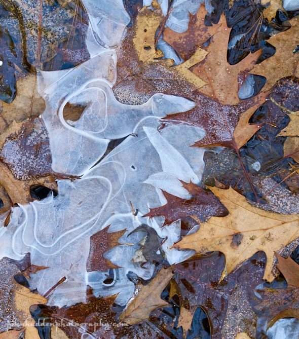 oak-leaves-ice