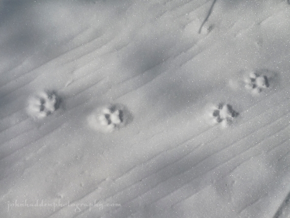 bobcat-tracks-snow