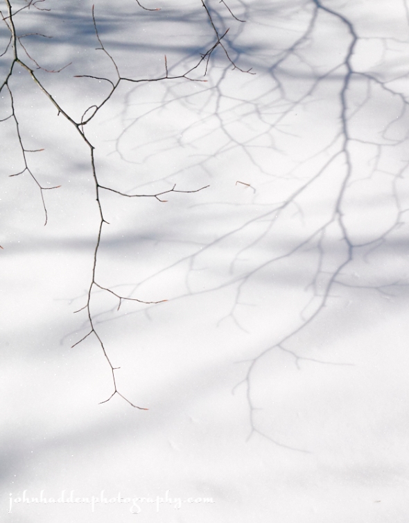 branch-shadows-snow