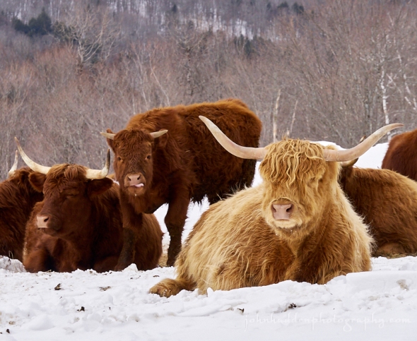 highland-cows