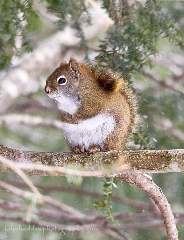 squirrel-hemlock