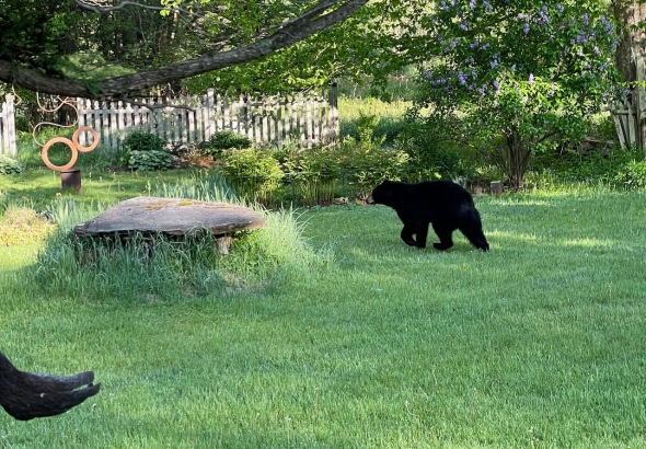 bear-in-yard