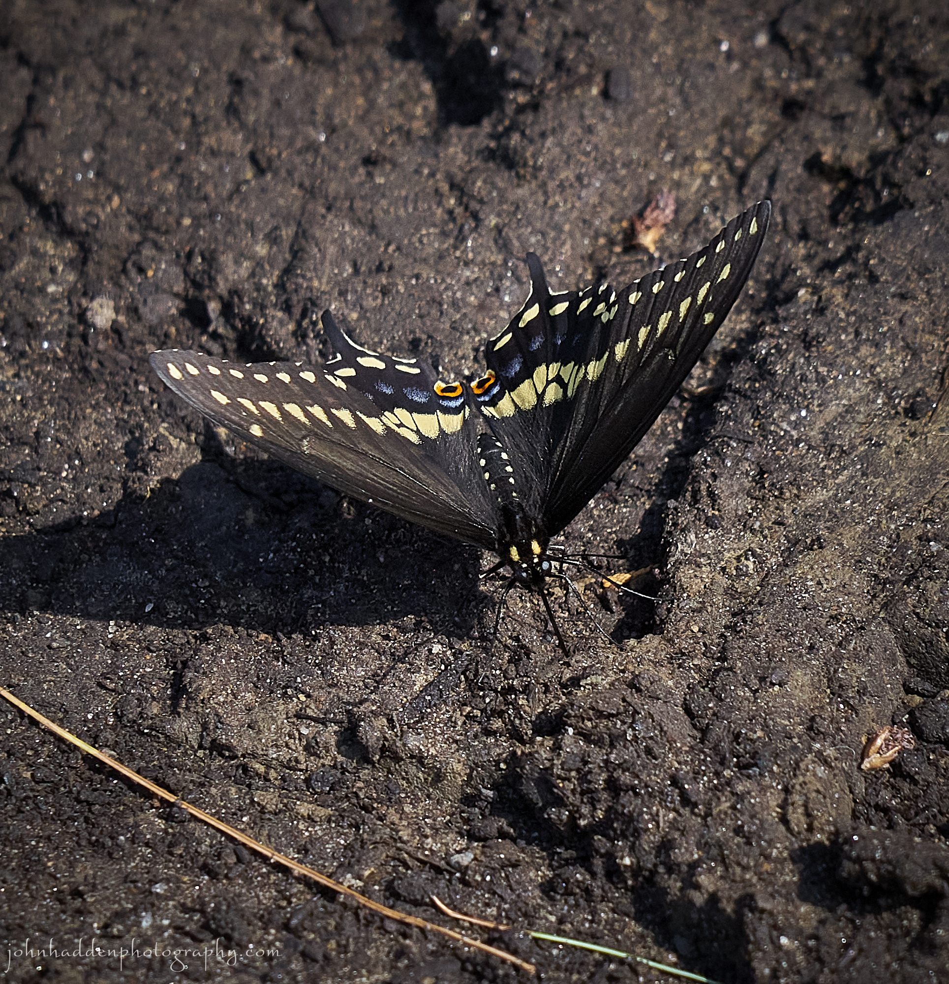 black-swallowtail