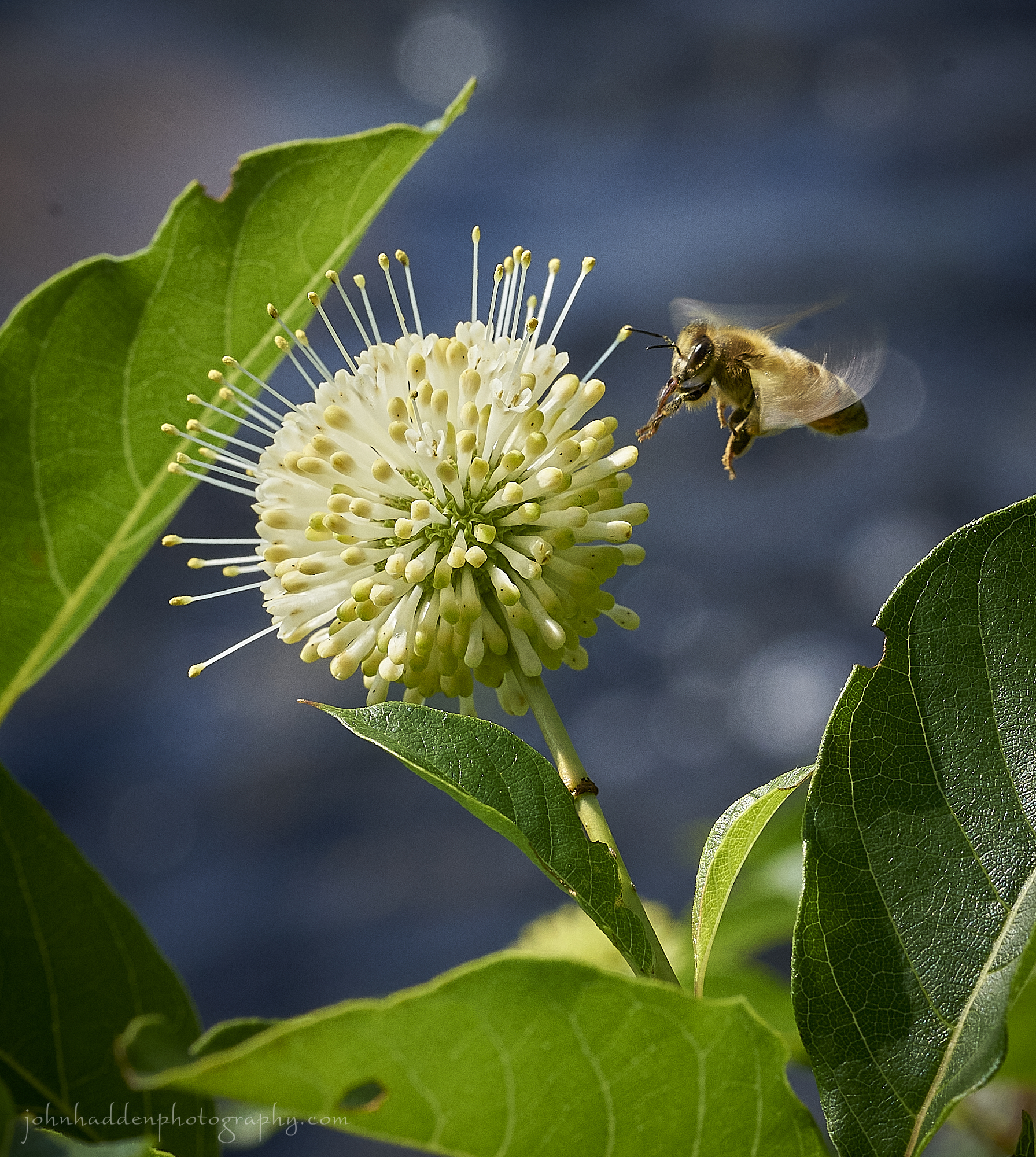buttonbush-bee
